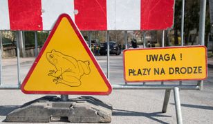 Lublin potrzebuje rąk do pomocy. Stawką życie płazów