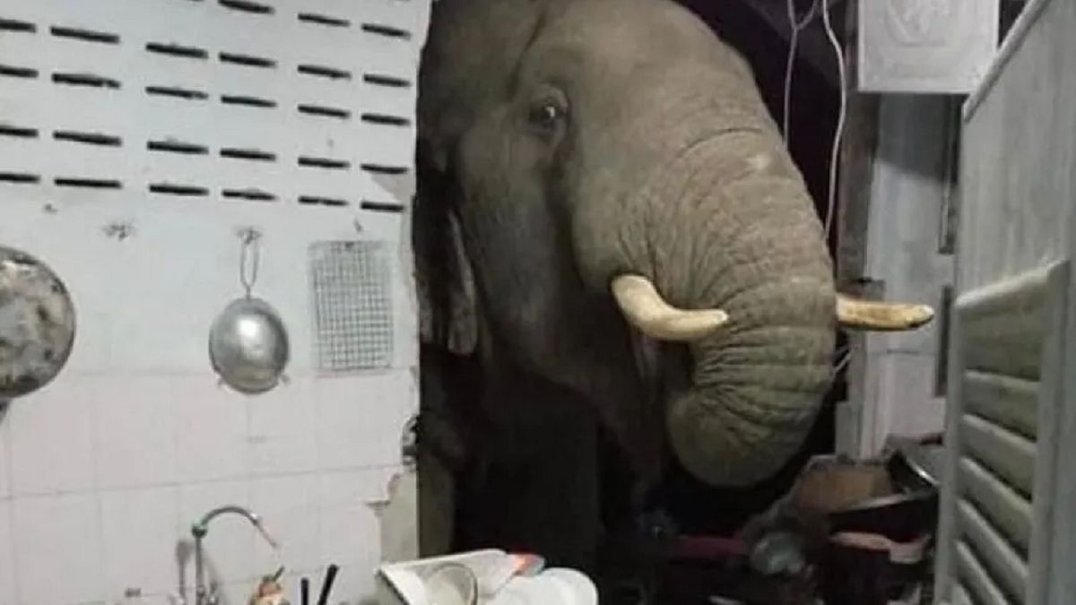 Słoń włamał się do kuchni