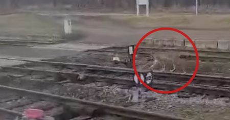 Pojawił się na torach. Takie spotkanie to rzadkość
