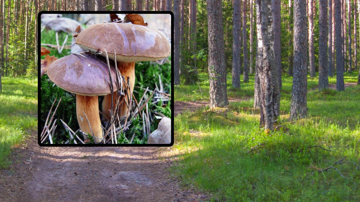 Grzybiarze zaskoczeni. Na Podkarpaciu ten gatunek już występuje