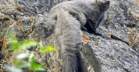 Odkryto nowy gatunek wiewiórek. Mają prawie 1 metr długości