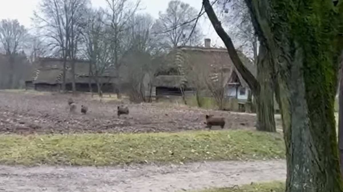 Dziki w Muzeum Wsi Lubelskiej