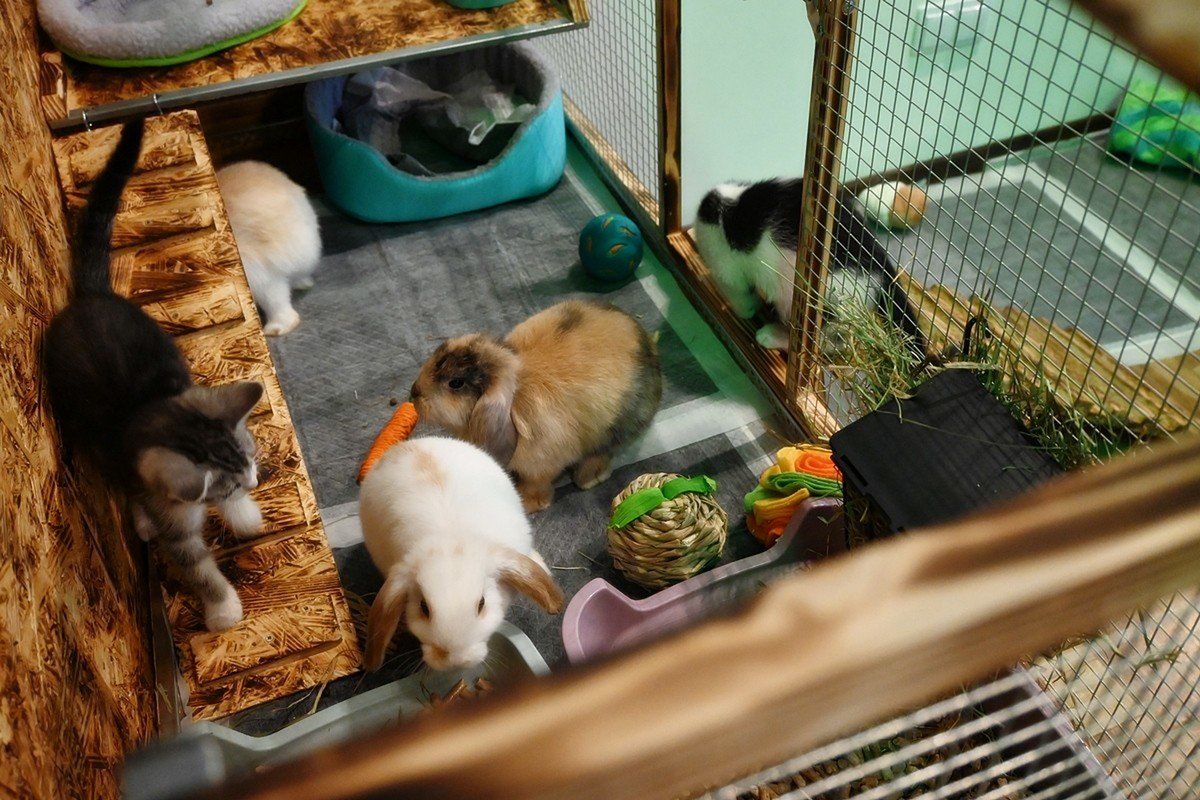 Koty i króliki mieszkające w Zoo latte świetnie czują się w swoim towarzystwie.