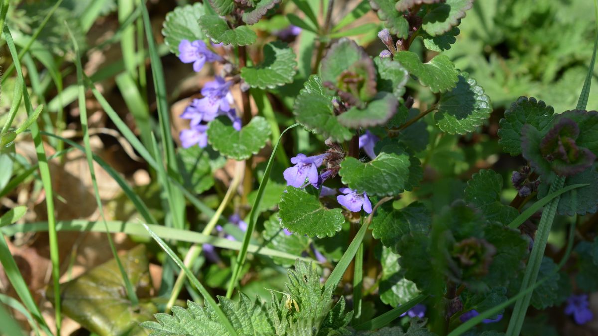 Bluszczyk kurdybanek - niezwykły chwast, który warto poznać