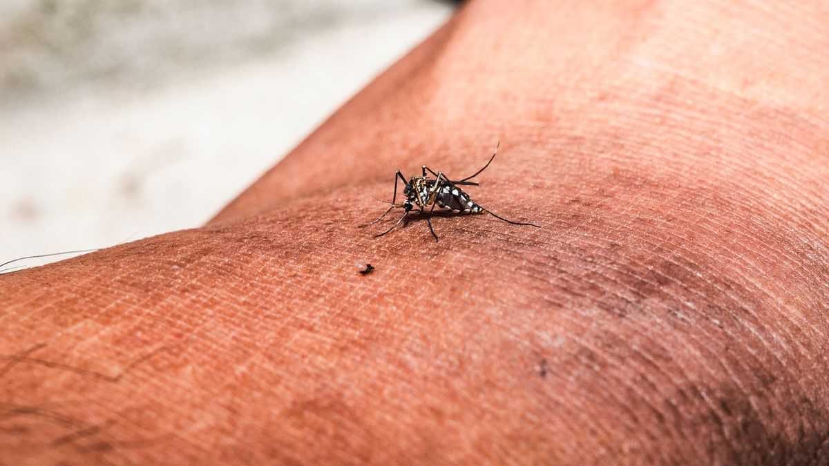 Różne gatunki komarów mają odmienne gusta