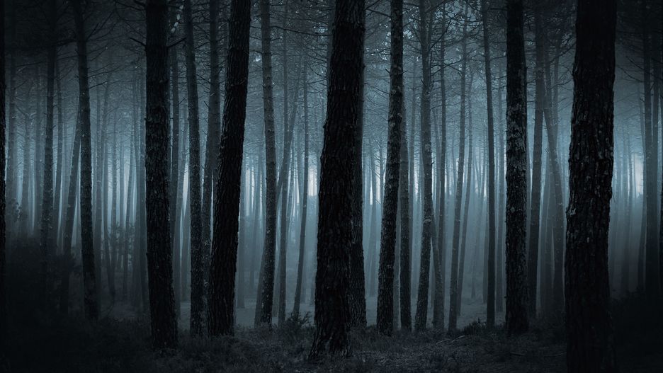 Las nocą - zdjęcie ilustracyjne