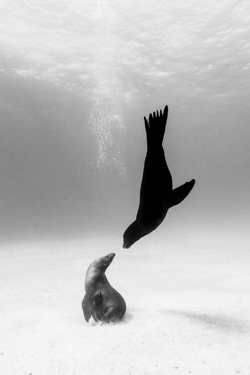 Christian Vizl: czarno-białe fotografie głębin oceanów 2