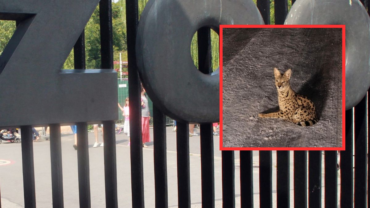 Warszawskie ZOO zabiera głos ws. serwala sawannowego.