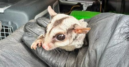 Otworzyła drzwi. Na wycieraczce zobaczyła egzotycznego ssaka z Australii