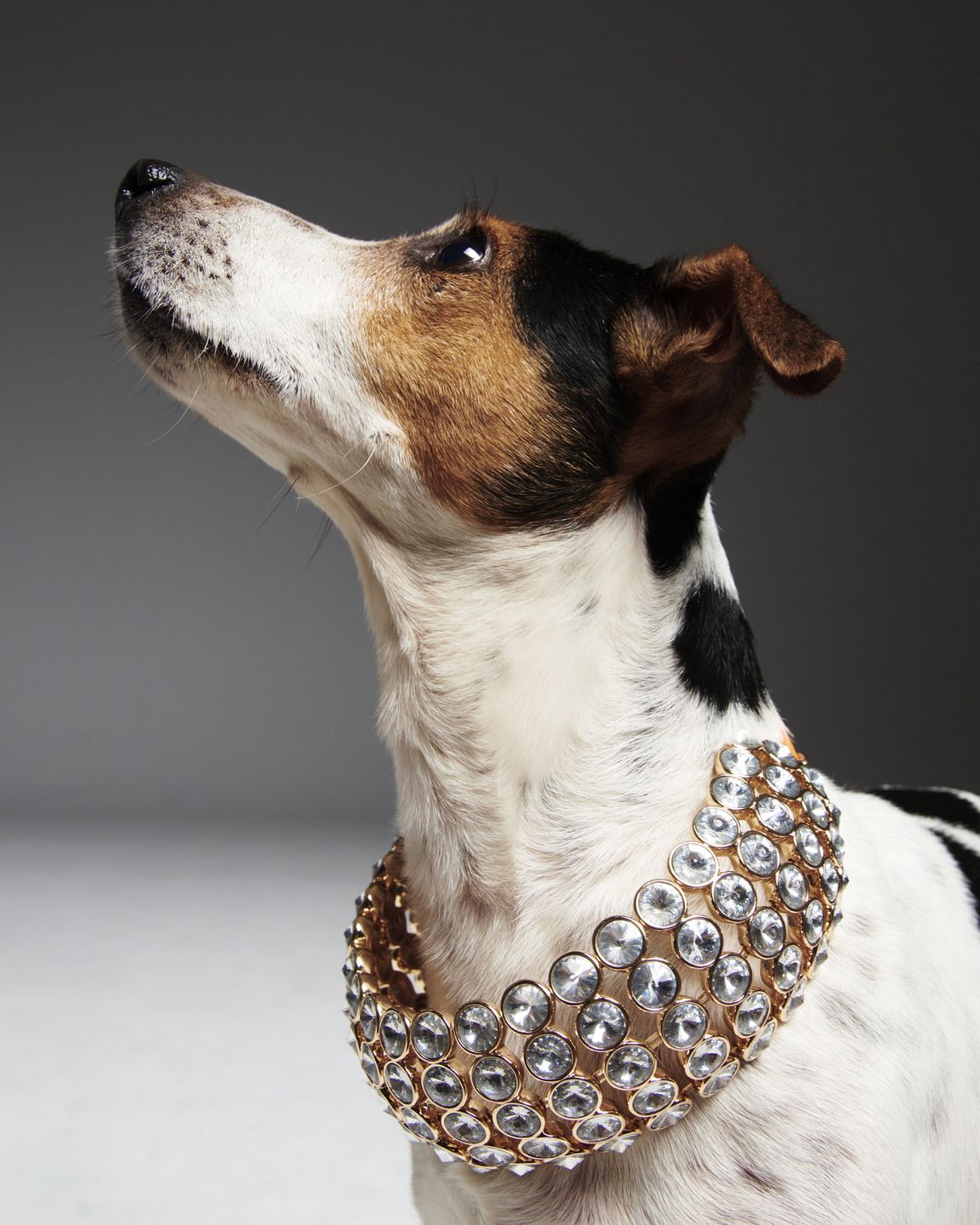 #AdoptujŚwiadomie: Szukamy domu dla pełnego energii Enej