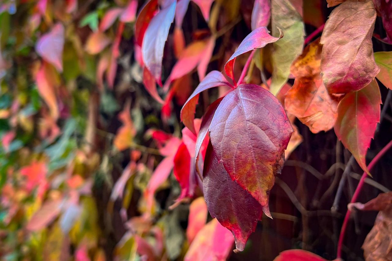 Dlaczego liście zmieniają kolor? Naukowcy z Łodzi odpowiadają