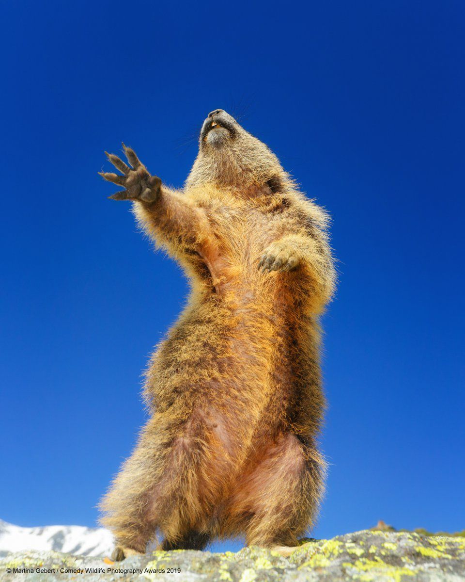 Comedy Wildlife Photography Awards 2019. Finaliści konkursu na najzabawniejsze zdjęcie zwierząt 7