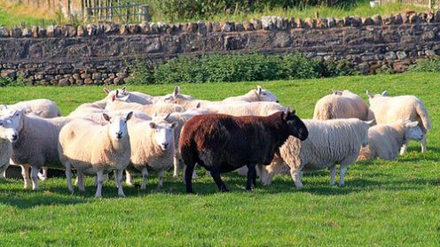 Porównanie telewizorów wyjątkowych stylistycznie 1
