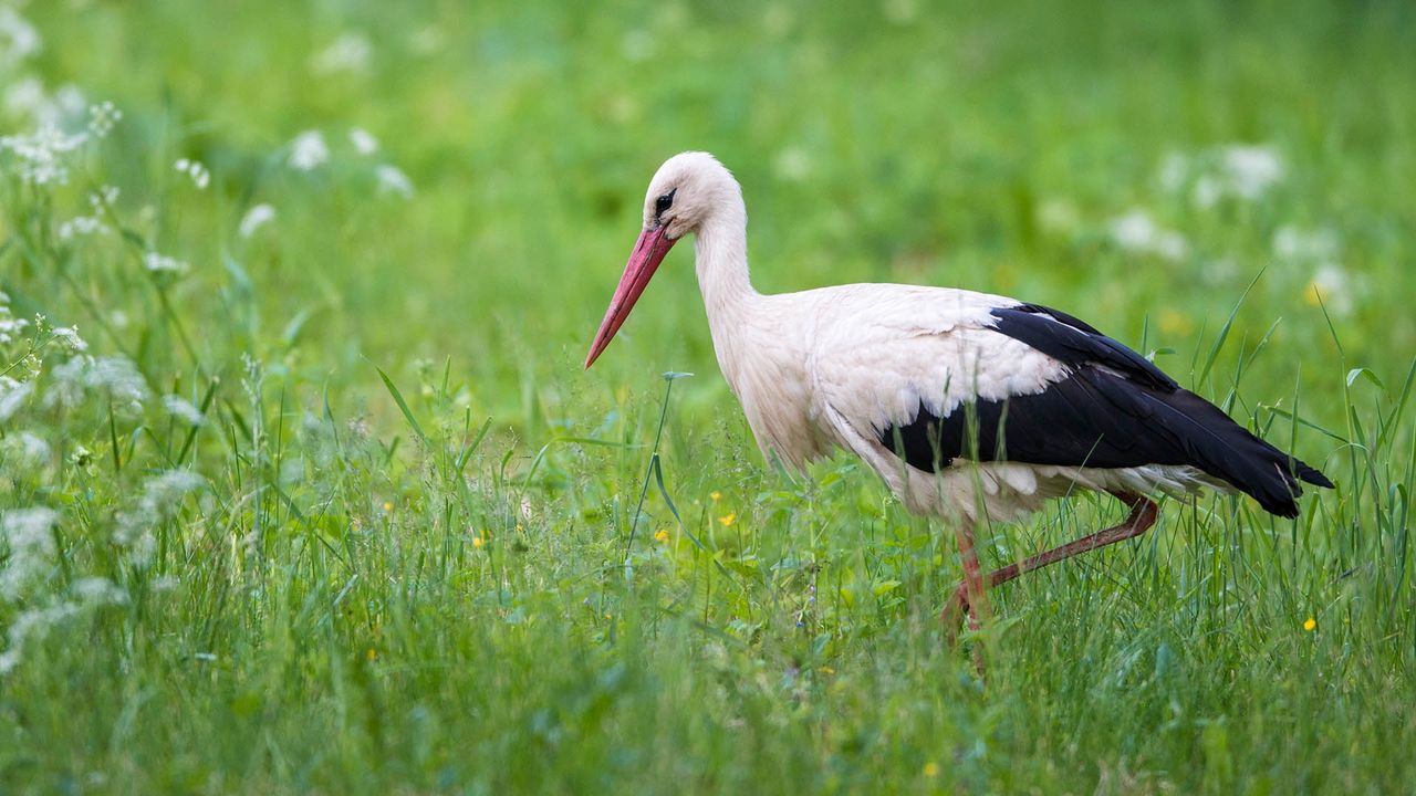 Bociany podążają za "nosem" i lubią zapach skoszonej trawy