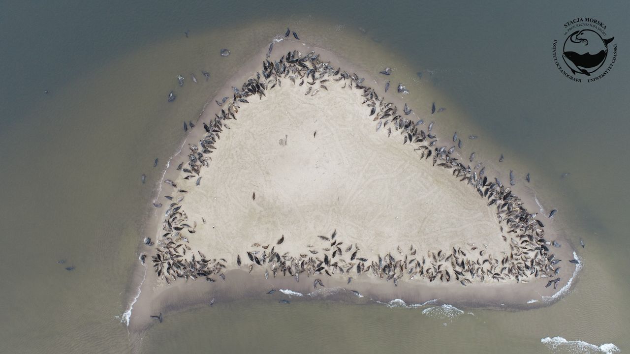 Wyspa jest otoczona przez foki z każdej strony.