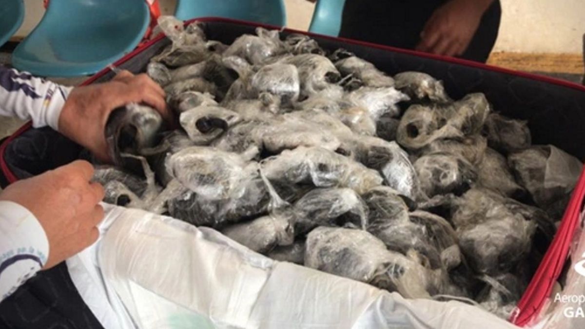 przemycane żółwie