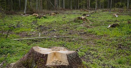 Tragiczny wypadek w lesie. Nie żyje mężczyzna przygnieciony przez drzewo