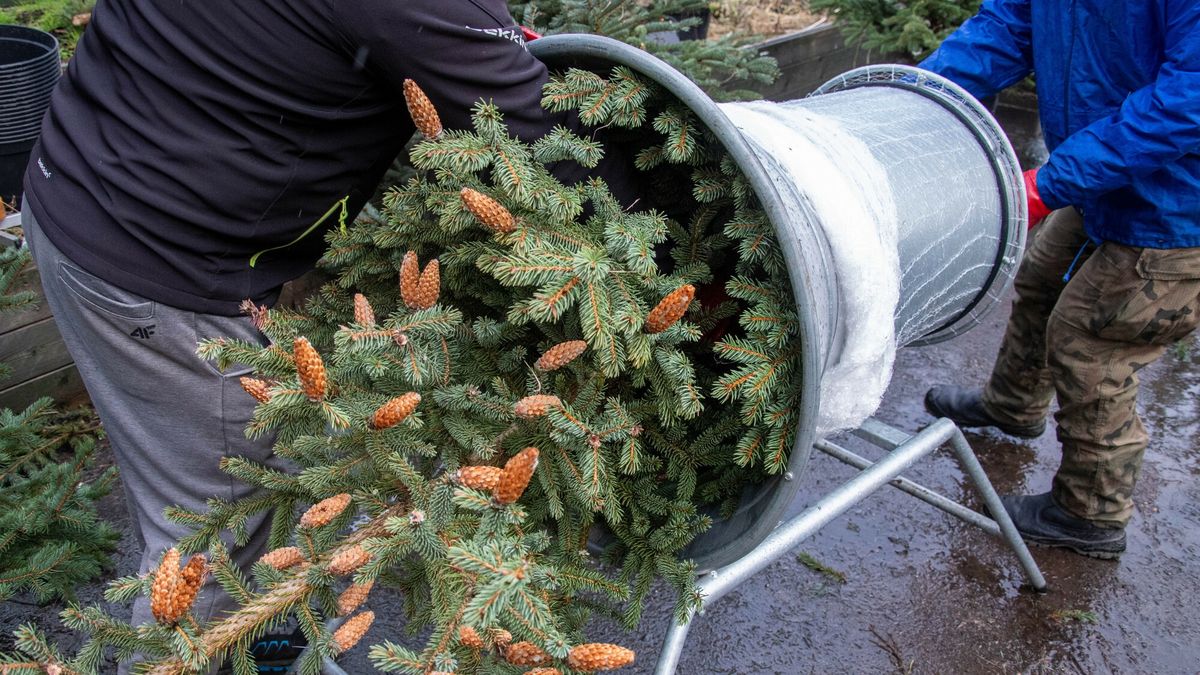 Nadleśnictwa rozpoczęły sprzedaż choinek