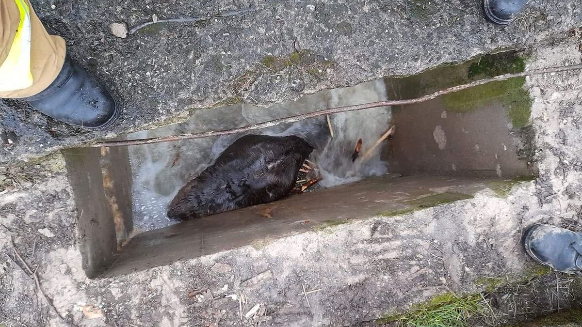 Bóbr utknął w studzience 