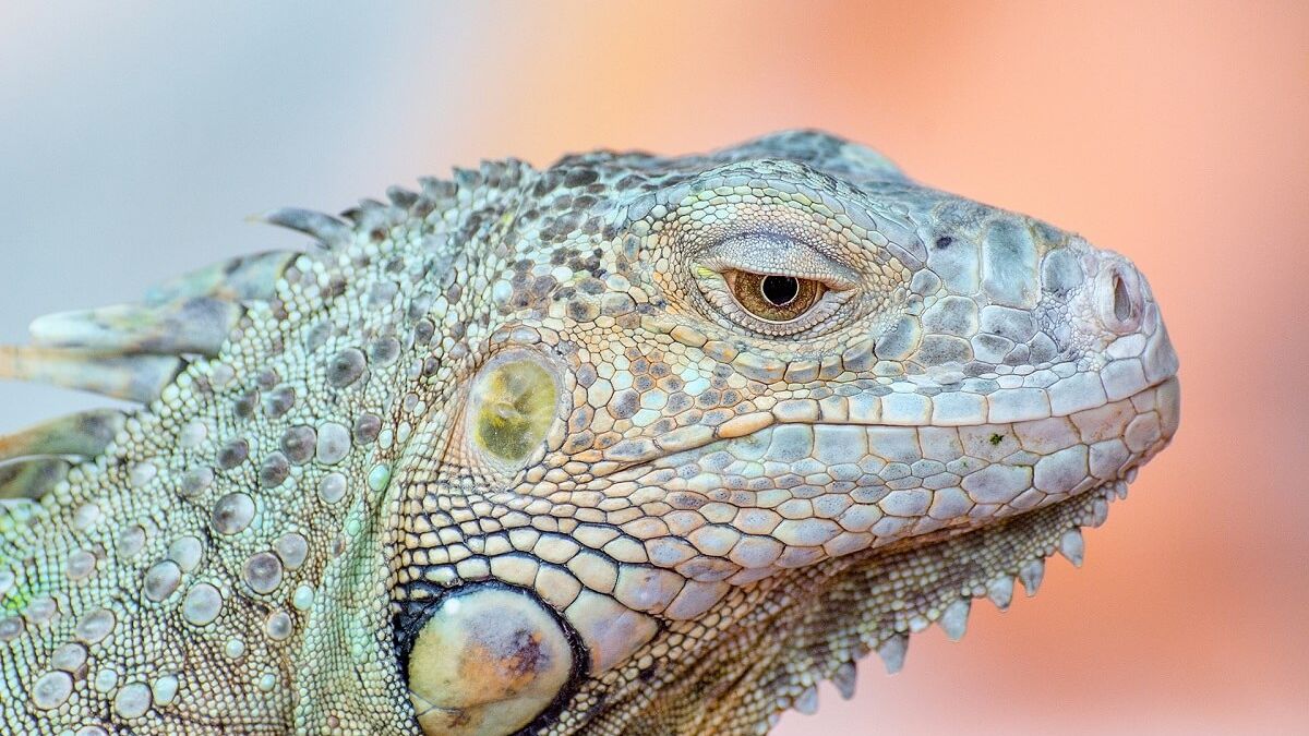 Iguana Ropniak – honorowy mieszkaniec i ambasador lubelskiego schroniska