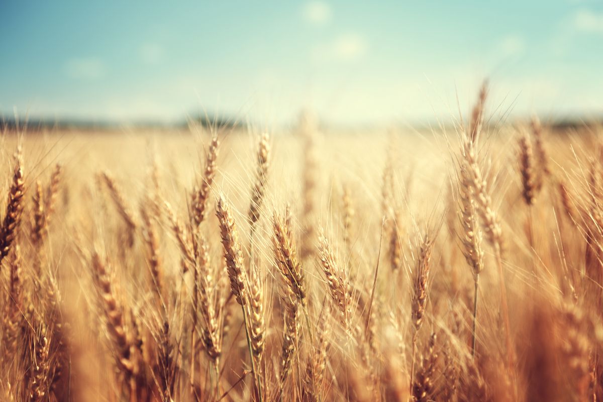 Заборона українського зерна у Польщі