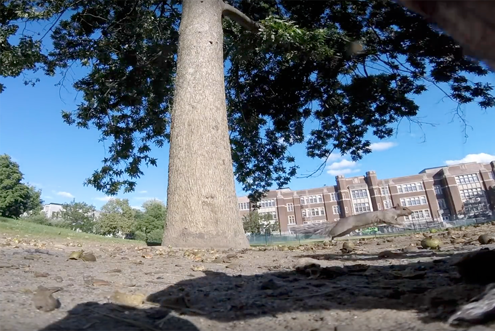 Wiewiórka gwizdnęła GoPro - zobaczcie jak wygląda świat z jej perspektywy
