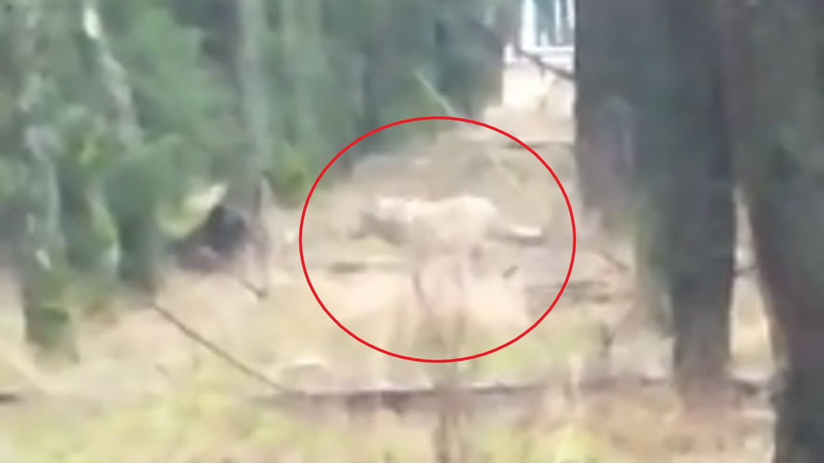 Wilki w lasach Nadleśnictwa Bydgoszcz. 