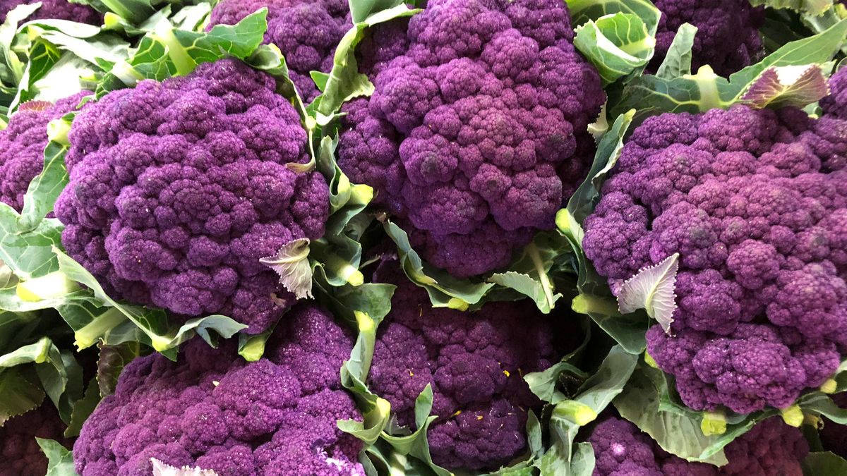 Purple colored cauliflower plant
Purple Cauliflower for sale at market, great color,
MartinPBGV
edible small flowers, cabbage like, reproduces by seed., cauliflower plant, the family brassicaceae. annual plant, cauliflower species brassica oleracea, genus brassica