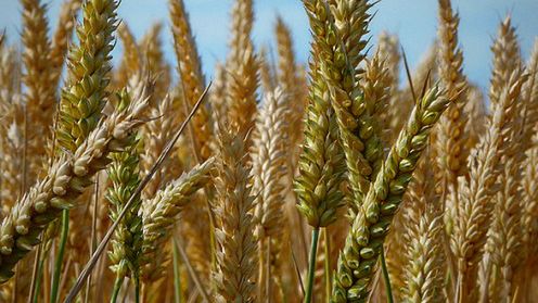 Ściągasz pliki z Wrzuty? Uważaj, możesz zapłacić jak za zboże! 1