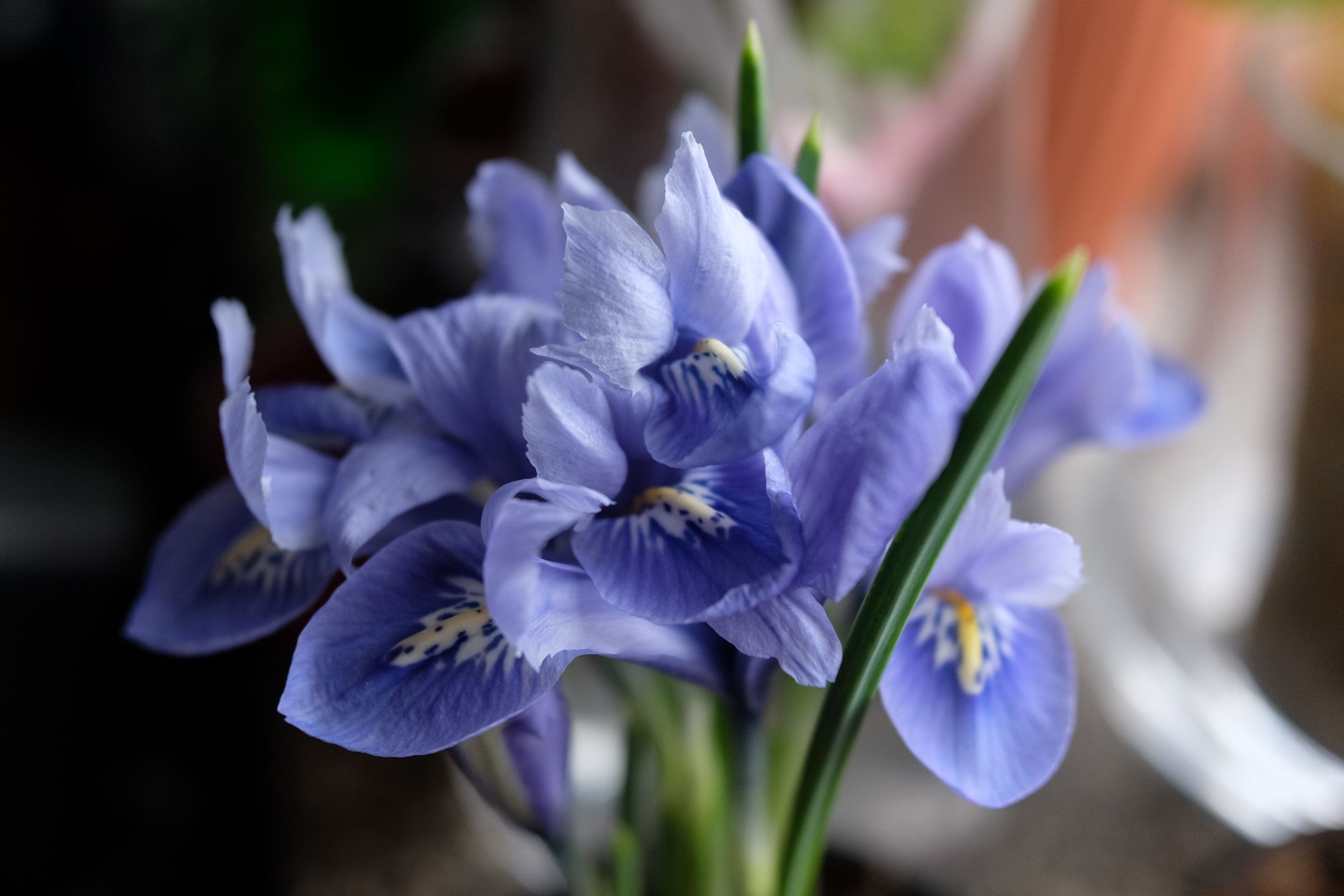 Fujifilm X70 - kieszonkowe APS-C [test] 63