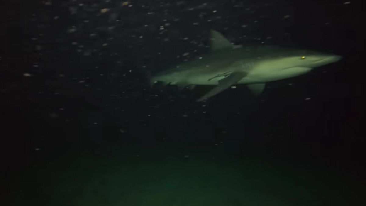 Nocą obok kamery przepłynęły niczym niewzruszone rekiny