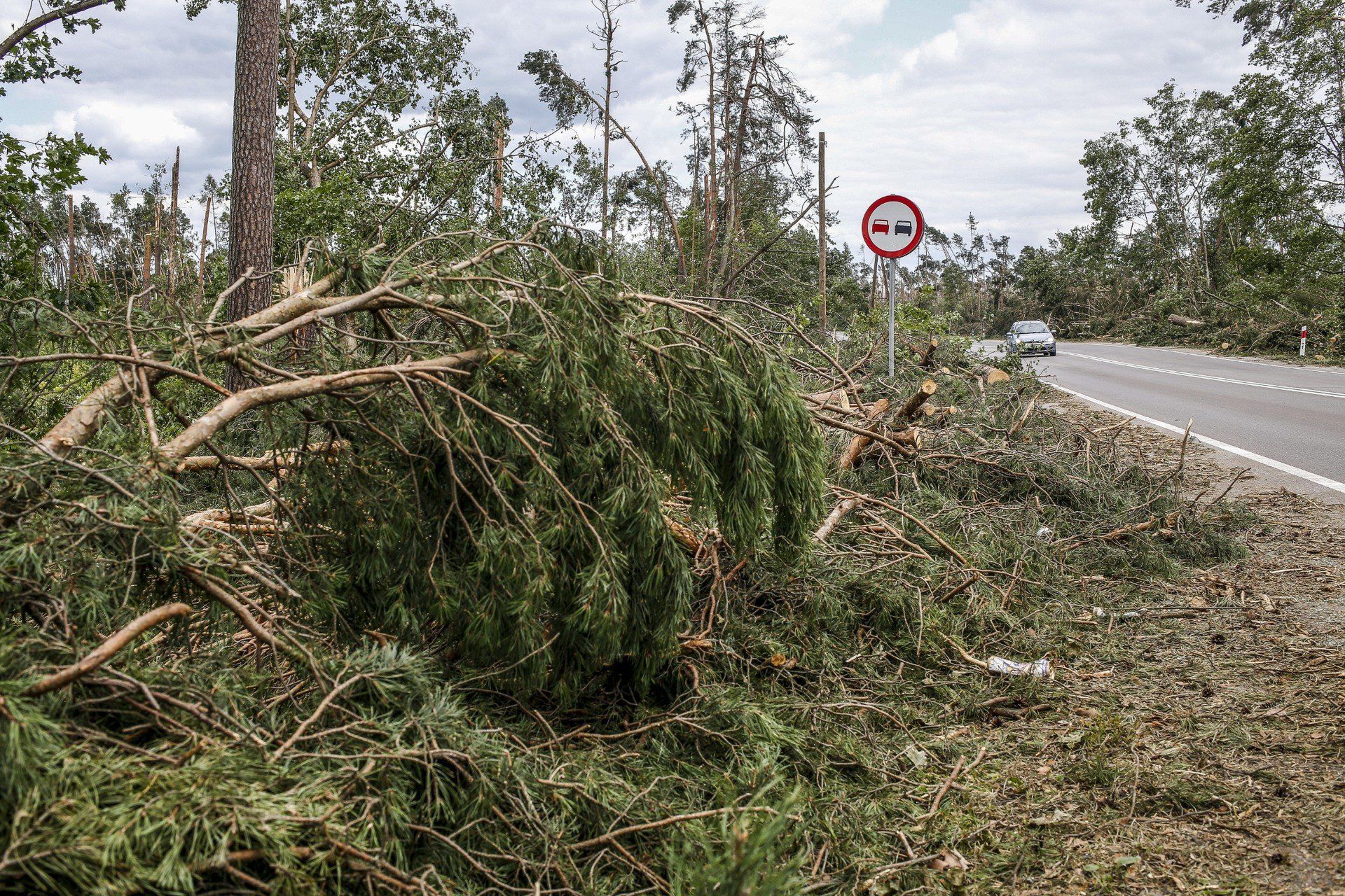 Silny wiatr w Kujawsko-Pomorskiem. Strażacy interweniowali kilkadziesiąt razy. Najczęściej usuwano powalone konary i niebezpiecznie zwisające gałęzie, m.in. w Włocławku, Inowrocławiu, Rypinie i Mogilnie.