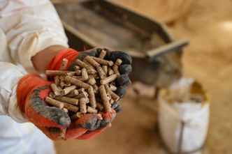 Lasy Państwowe sprzedają pellet. Wiemy, ile kosztuje
