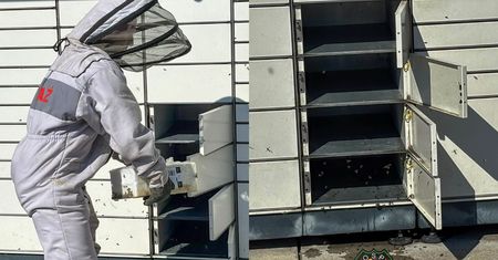 Rój pszczół w paczkomacie. Prozaiczny powód skomentowali internauci