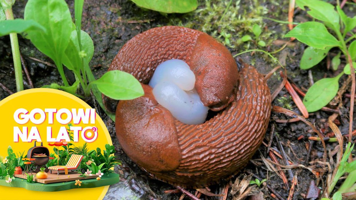 Ślimaki stanowią zagrożenie dla ogródków / zdjęcie poglądowe