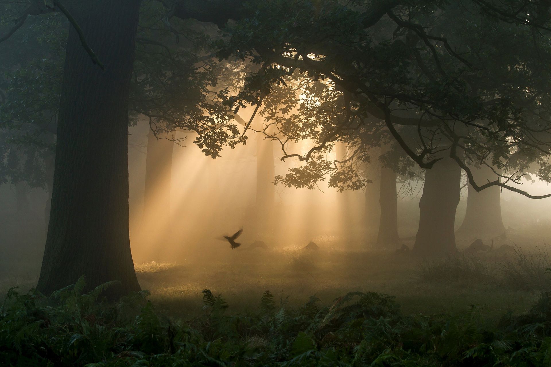 The British Wildlife Photography Awards 2015, czyli fotografia przyrody w najlepszym wydaniu 6