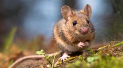 Polowanie na myszy. Najlepsze naturalne metody na pozbycie się niechcianych lokatorów z domu.