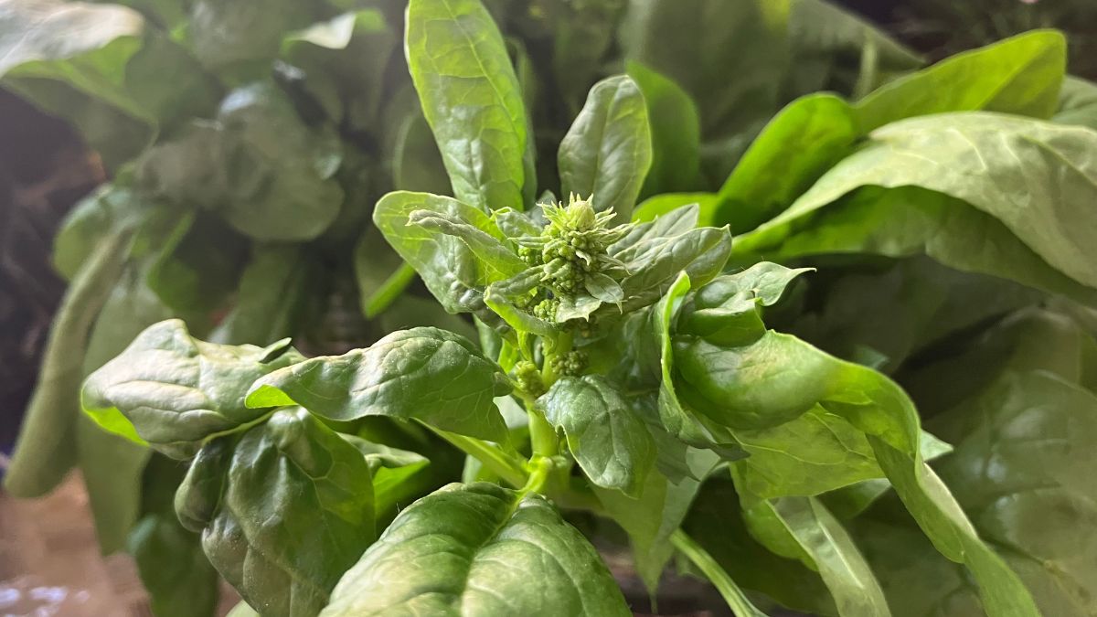 Widzisz zalążki kwiatów na szpinaku? To ostatni dzwonek