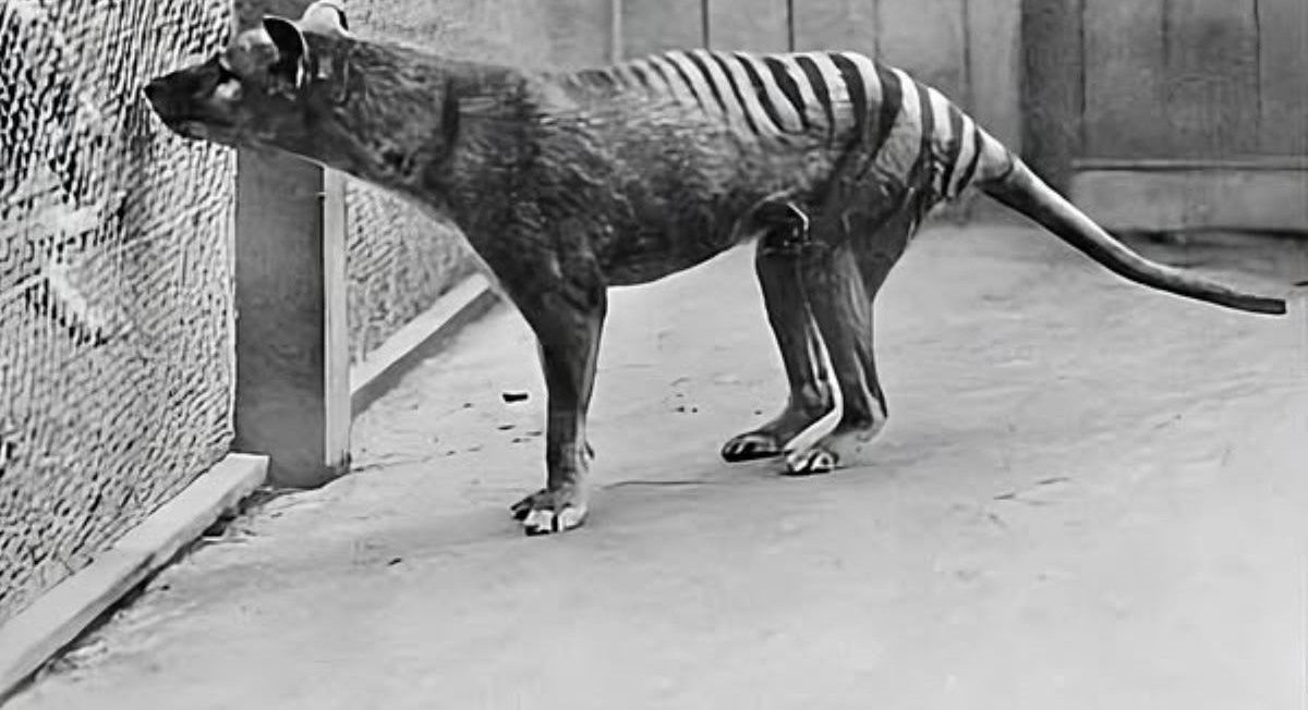 Wilk workowaty. Zwierzę, które przegrało z człowiekiem