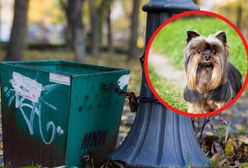 Tłukł yorkiem o metalowy kosz. Zakatował psa na oczach przechodniów