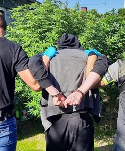 Uprawiał marihuanę w centrum miasta. Policjanci zabezpieczyli kilka 2-metrowych krzewów i 110 gramów suszu