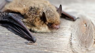 Nietoperz kontra lew. Kto poluje skuteczniej?