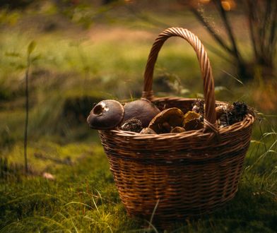 Kalendarz grzybiarza 2022. GiS podpowiada, kiedy pójść na grzyby