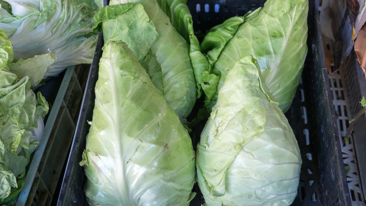 Obok kapusty o takim kształcie nie przejdziesz obojętnie