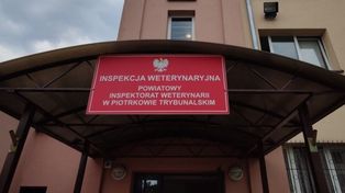 Powiat piotrkowski: Zalecenia po znalezieniu dzika z ASF