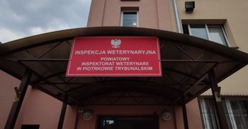 Powiat piotrkowski: Zalecenia po znalezieniu dzika z ASF