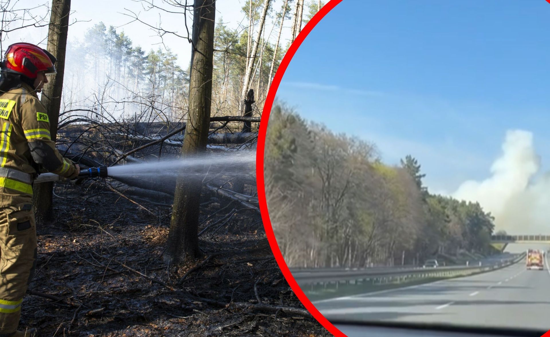 Gęsty dym z lasu blokuje S10 pod Bydgoszczą