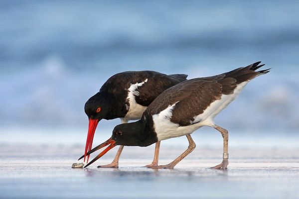 Wystawy Wildlife Photographer of the Year 2011 od jutra w Polsce 2