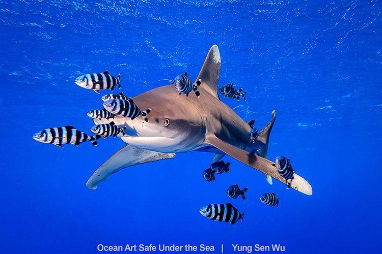 Najlepsze zdjęcia oceaniczne w konkursie Safe Under the Sea 30
