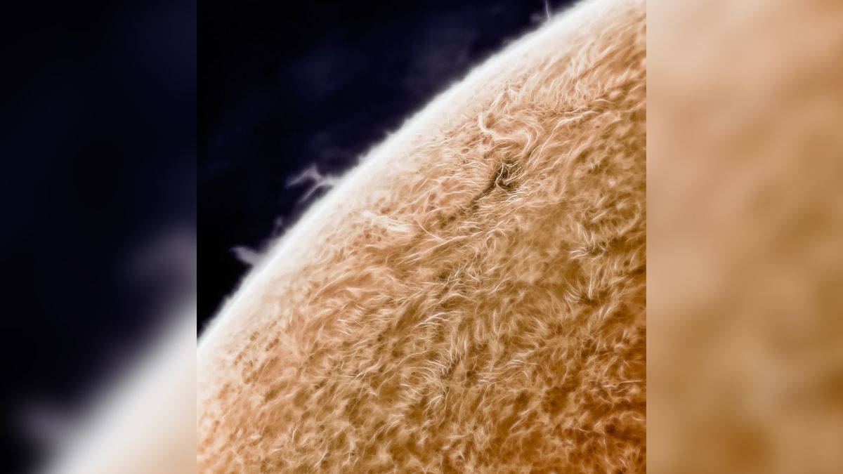 Odgadniesz, co jest na zdjęciu? To nie jest futrzana piłeczka! 1